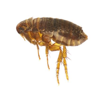 Image de Pest Control Markham Exterminator