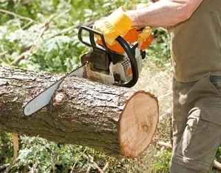 Image of The Tree Company Mn.
