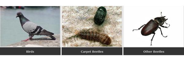 Image of All-Pest Control Services Inc