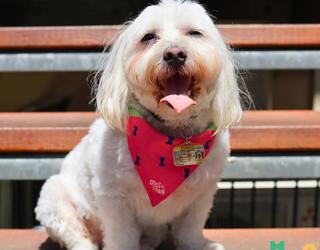 Image of Dogs in Town