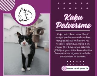 Kaķu Patversme