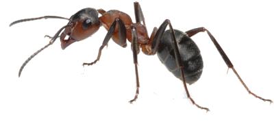 Afbeelding van Pest Control Midrand