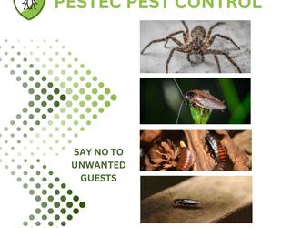 Pest Control Services