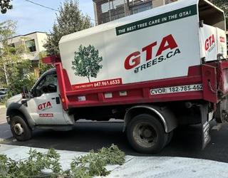 Image of GTA Trees