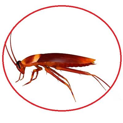 Image de Pest Control Markham Exterminator