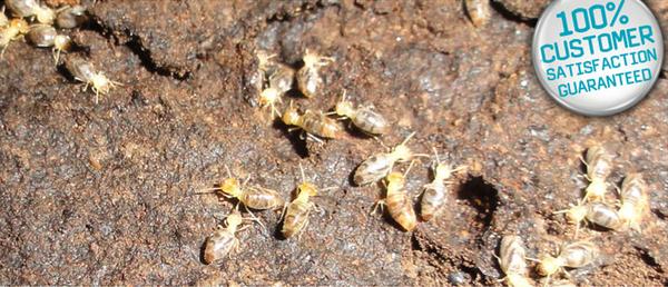 Image of Forensic Pest Management Services