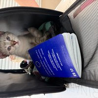 Imagen de Veterinario Benidorm Love Paws