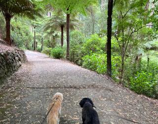 Image of Pawsitive Dogwalks