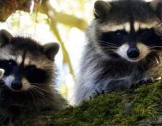 Image of Paupack Wildlife Control