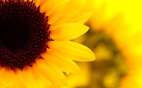 Image of Mayfield Flowers