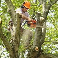 Image of NYC Discount Tree Trimming Service