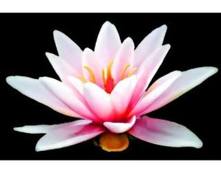 Image of Denver Psychologist - Dr. Jessica Lee