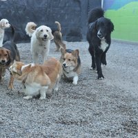 Image of Paws Playgrounds