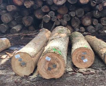Log Fumigation