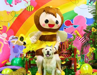 Image of Dogs in Town