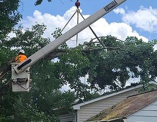 Solid Oak Tree Service