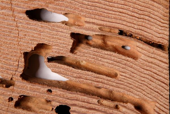 Afbeelding van Pest Control Midrand