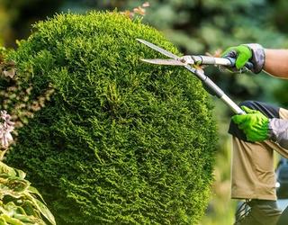 Image of Green Leaf Tree Surgeons