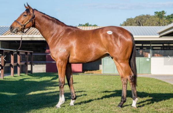 Image of Thoroughbred Sales