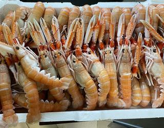 Imazhi i Peshk i Freskët Olti