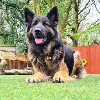 Image of Royvon Dog Training & Hotels - Esher