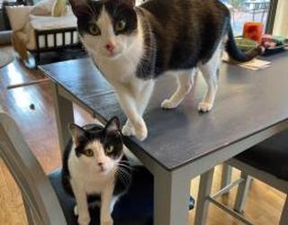 Image of The Pet Nanny In-Home Pet Sitters, LLC