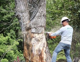Image of Green Leaf Tree Surgeons