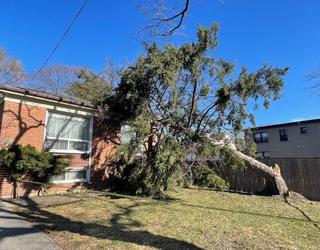 Image de Higher Place Tree Care
