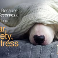 Image of Pet Society Vet