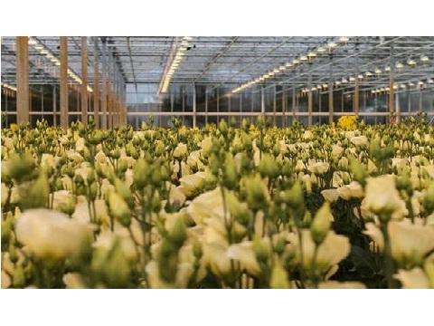Afbeelding van Van de Werken Lisianthus BV