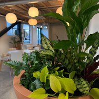 Image of Greenery Hire 