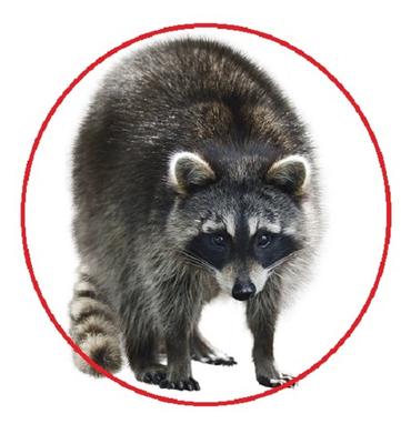 Image de Pest Control Markham Exterminator