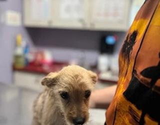 Imagen de Servicios Veterinarios De Dorado