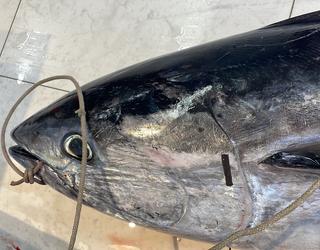 Imazhi i Peshk i Freskët Olti