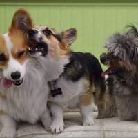 Image of Paws Playgrounds