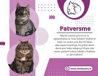 Patversme