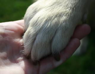 Image of Pawsitive Dogwalks