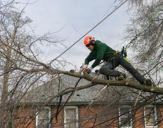Image de Higher Place Tree Care