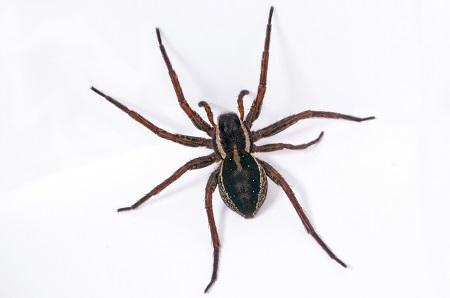 Image de Pest Control Markham Exterminator