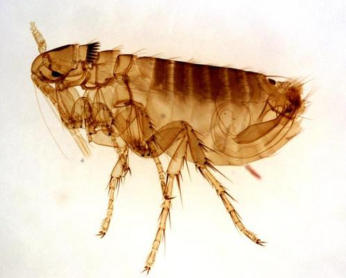 Image de Pest Control Markham Exterminator