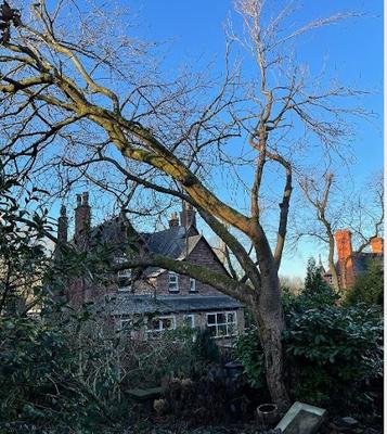 Image of New View Tree Services