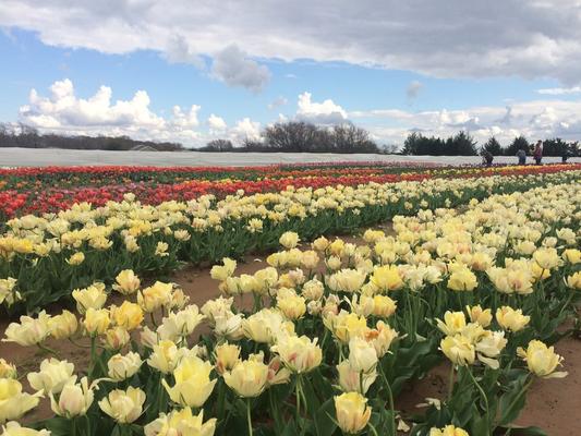 Image of Texas-Tulips, LLC