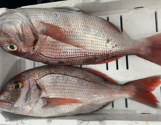 Imazhi i Peshk i Freskët Olti