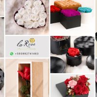 Imagem de Rosas Preservadas Ecuador La Rose Preserved