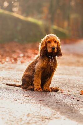 Image of Schofield Photography