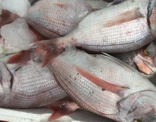 Imazhi i Peshk i Freskët Olti