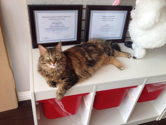 Image of WM Pet Services & Boutique