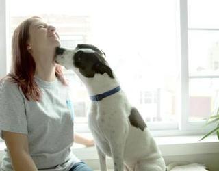 Image of Windy City Paws
