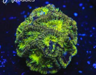 Image of Top Shelf Aquatics